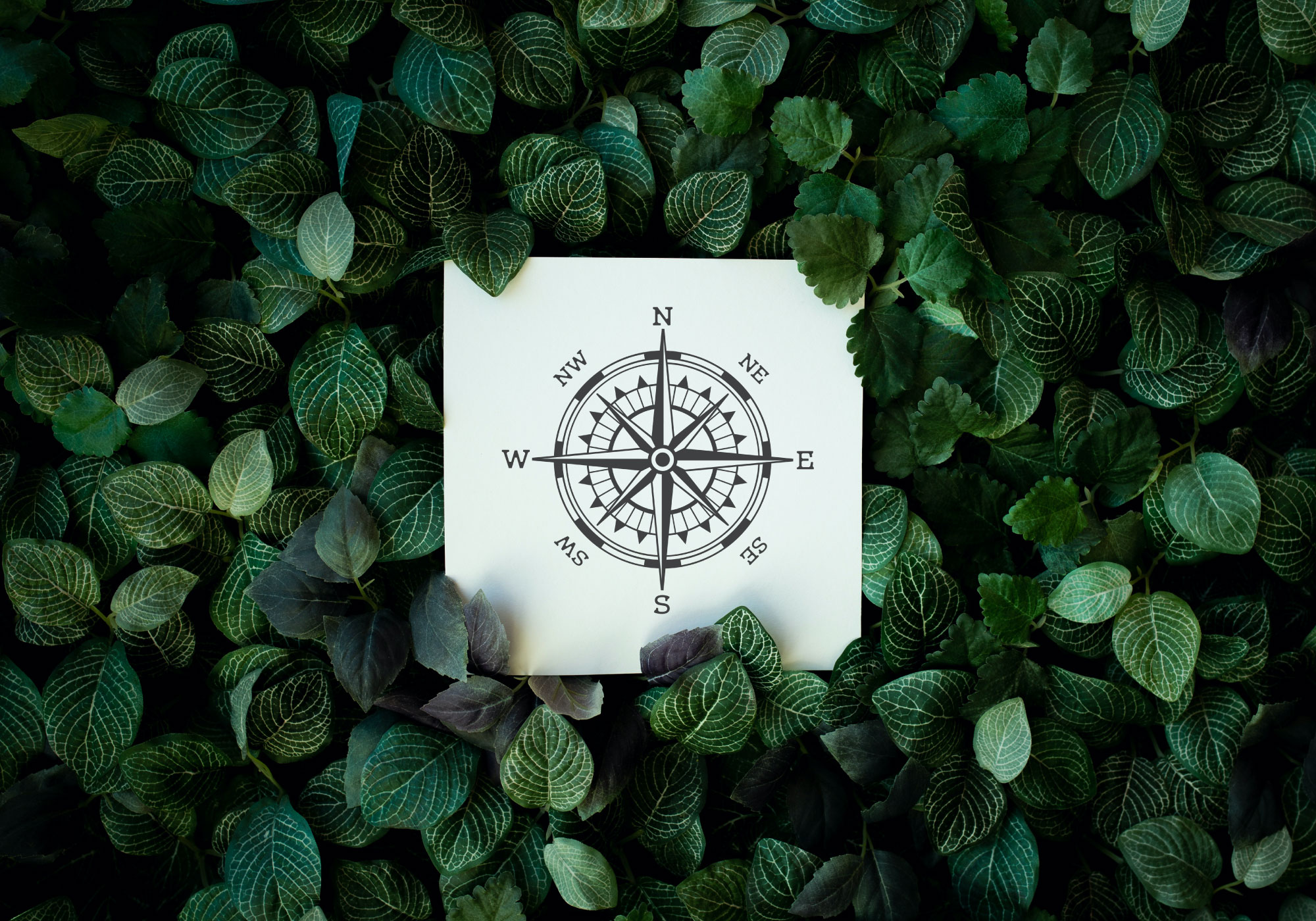Free Vintage Compass Svg Png Eps Dxf By Caluya Design
