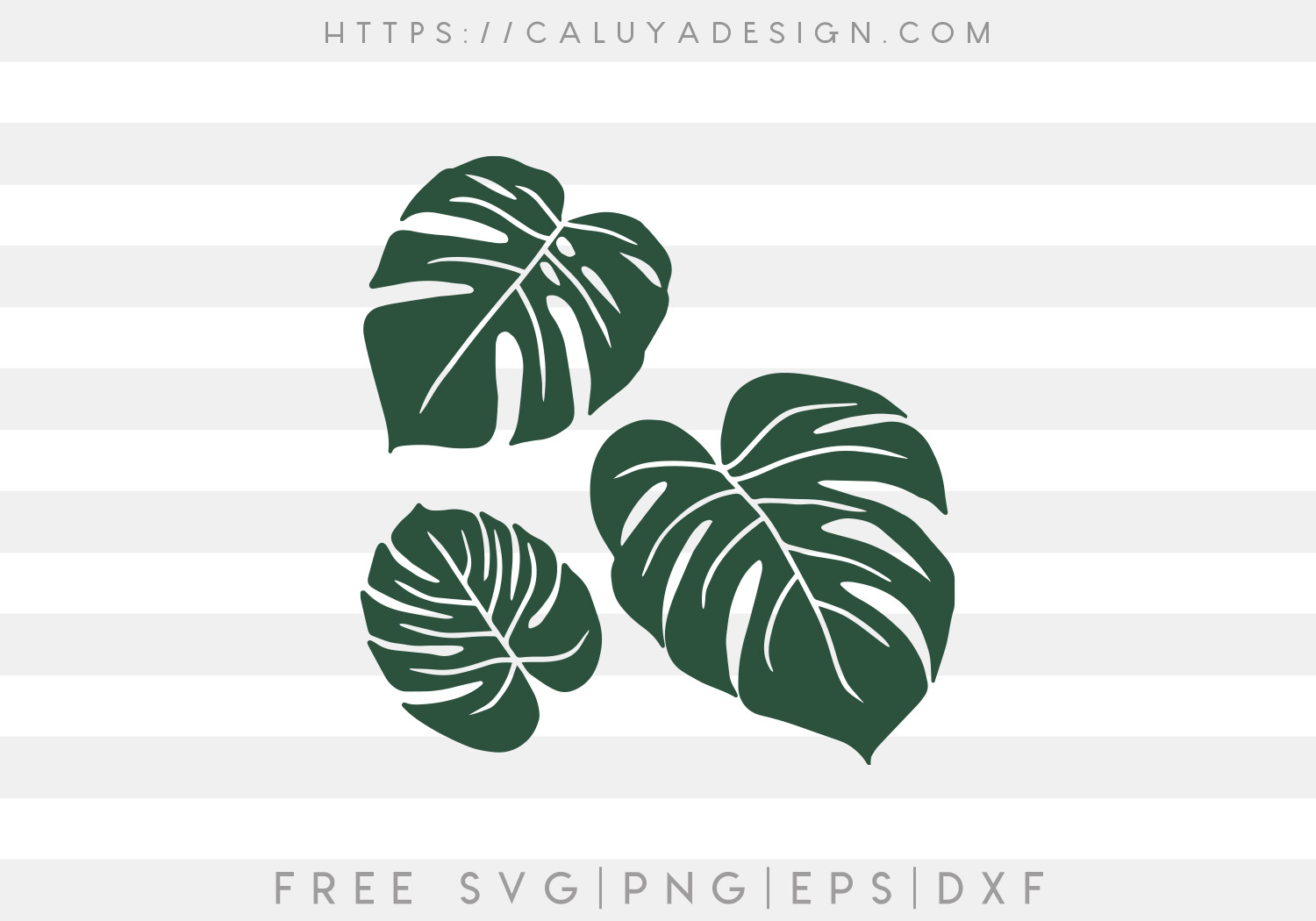 Download Free Monstera Leaf SVG - CALULYA DESIGN
